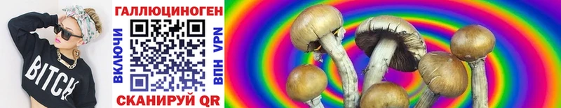 закладки Наволоки Псилоцибиновые грибы Cubensis